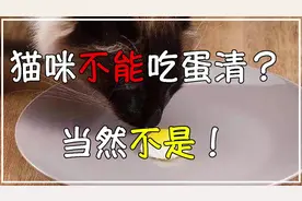 猫咪不能吃蛋清？当然不是！视频封面