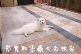 在海南三亚带萨摩耶雪橇犬住民宿发生的故事视频封面