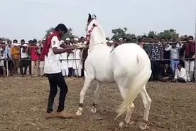 实拍印度漂亮白马，这么骏的马用来跳舞真是浪费