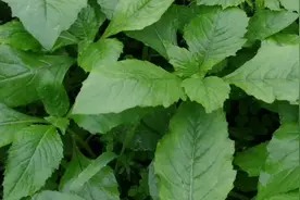 这种野麦菜不但味美还可以入药