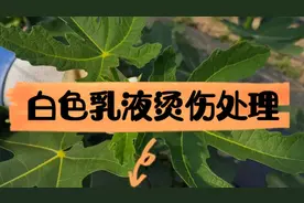 【无花果陈宁说】第10期：被无花果白色乳液烫伤应该如何处理？
