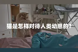 猫怎样对待人类幼崽？金渐层麻糬差点对粘人弟弟动手「激萌奖金」