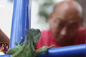 凶狠鳄鱼从水池中悄然爬出咬人，什么伤法？腿上居然缝了117针！视频封面