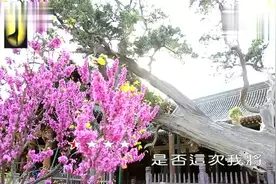 带你一起听好歌 歌曲 是否