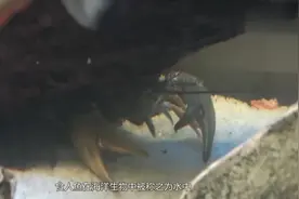 把清道夫放到食人鱼群，会怎么样？清道夫我整条鱼都不好了