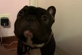 狗狗跑到主人床上尿尿，被训斥的过程，看得我哭笑不得！视频封面