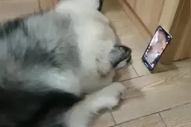 狗狗最近痴迷上了手机，盯着不放，小心变成近视狗啊！