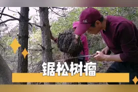 老吴在深山发现奇特松树瘤，流出的松油可形成琥珀，是个好东西