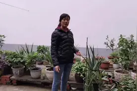 农村这样的院子最适合养花草，看看这些花草，下雨过后太美了视频封面