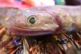 日本极品蛇鱼，难得一见，看日本人怎么做成刺身生吃的视频封面