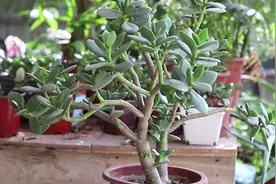 玉树掉叶子？及时找对原因解决，枝繁叶茂，健康的生长