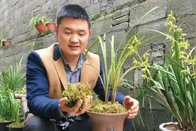 使用青苔给兰花做铺面 不注意这点 小心给你把兰花搞腐苗视频封面