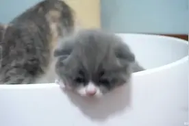 两只小奶猫打架互扇耳光！猫妈妈全程在一旁围观，真的萌出血！！视频封面