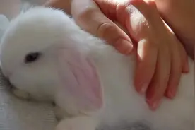 女主人十分宠物小兔子，每天抱在一起睡觉，让多少男人嫉妒啊！