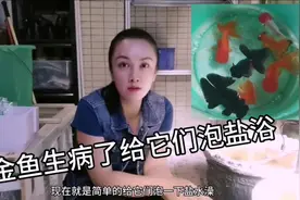 惠姐的金鱼得白点病了，鱼病治疗老三样，先泡盐浴看看效果怎样。视频封面