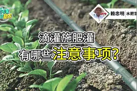 浇水时间、肥料施完标志等，滴灌施肥灌的注意事项你知道多少？视频封面