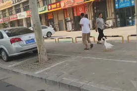郑州六旬大爷把鹅当宠物养，出门鹅一路跟在主人身后，还会等红绿灯图片
