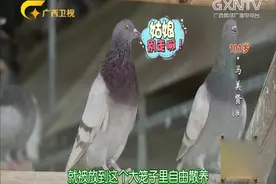 记者在101岁的养鸽奶奶家中，实拍单身鸽子求爱，真的太有趣了