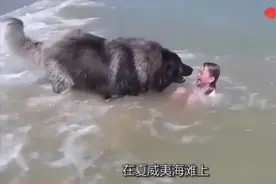 女孩在海里摔倒，狗狗叼起她往岸上拖，有一种危险叫狗觉得你危险图片