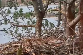 老鹰猎杀猫咪喂小鹰，大自然的残酷让人心悸