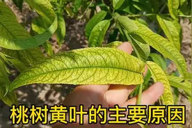 桃树黄叶的主要原因视频封面