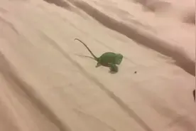 养了只小变色龙，给它喂虫子吃，这舌头的速度，简直太快了！