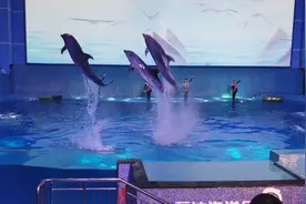 南昌海洋馆看海豚表演视频封面