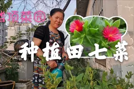 田七菜重启扦插，种在菜地里叫菜，种在花盆里又称牡丹吊兰视频封面