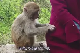 全民配音大赛：猴子告诉你，什么才是正大光明的抢劫