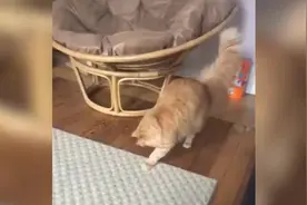 被地毯吓到的猫猫