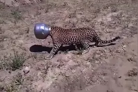 豹子饥渴难耐去村里找水喝，头却卡在罐子里，蠢得不像个野兽