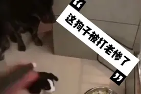 听说这狗子挑食，结果被主人打的老惨了，我是不敢不吃啊视频封面