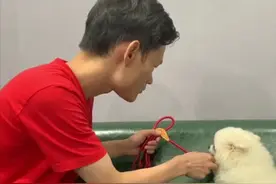 博美咬人纠正训练全集视频封面