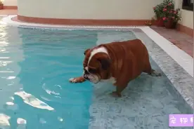 一大早，斗牛犬闹着要游泳，它真的会游泳吗？