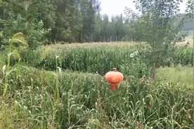 我们常吃的小米是怎么来的？知道谷子什么样么，带你打开谜团