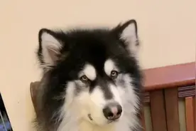 教大家如何跟狗狗握手，铲屎官用狗语和阿拉斯加犬对话，它秒懂！视频封面