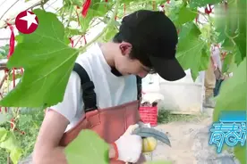 王源以为菊瓜是水果，削了皮直接啃一口，现在后悔已经晚了！