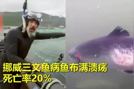 外媒曝光挪威三文鱼病鱼布满溃疡，新发地新冠病毒基因来自欧洲视频封面