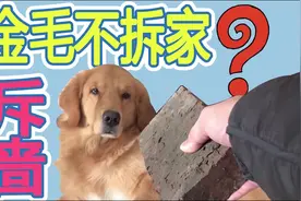 狗子突然开始吃墙皮 铲屎官最后发现金毛另有原因没那么简单视频封面