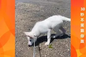 这个自拍为什么是倒着 应该怎么弄 我想自拍发给我女朋友 在线等视频封面