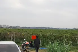 给北方人看看有100种水果香味的水果长什么样！百香果