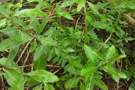 “枸杞菜”很多人见过没吃过，其实好处真不少，看视频了解更多视频封面