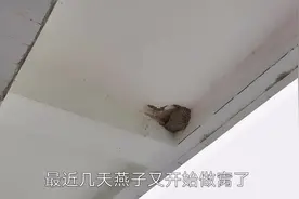 麻雀占了燕子的窝，小伙无奈只能捣掉，没想到小燕子这样做？视频封面