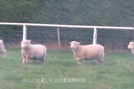 6年没剃毛的羊被捉住剃毛，气的羊直跺脚，镜头记录全过程视频封面