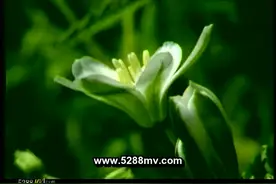652 极乐世界 - 郑钧视频封面