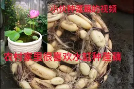 农村家里很喜欢用水缸种观赏莲藕夏天可观赏花冬天可吃莲藕视频封面