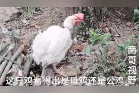 鸡场淘汰出来的鸡25一只，很划算，养一两月就是下酒菜。视频封面