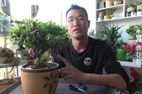 杜鹃黄叶、枯叶是什么原因？教你3个方法，有效应对杜鹃黄叶！视频封面