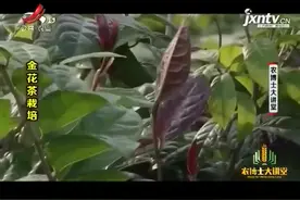 金花茶栽培6： 茶树修剪需要矮化树冠，收高控制在80厘米左右视频封面