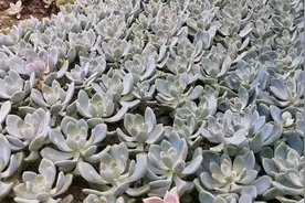 地栽的多肉，夏天露养淋雨后小苗容易死，哪些地区不适合地栽视频封面